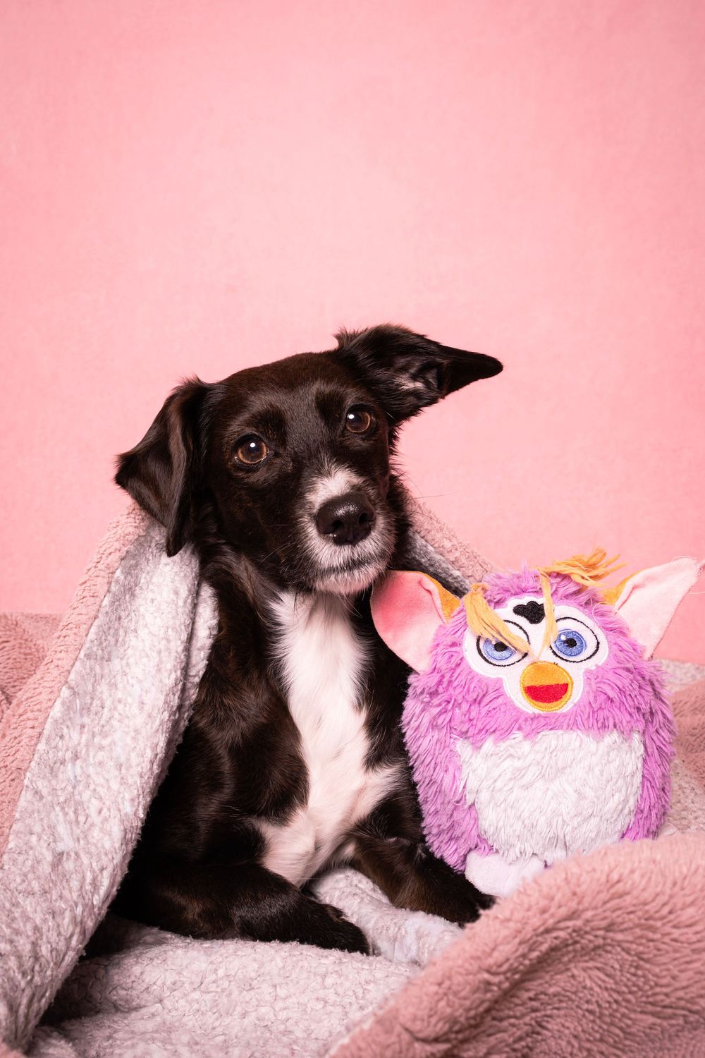 Fotografía de perro en estudio con fondo rosa