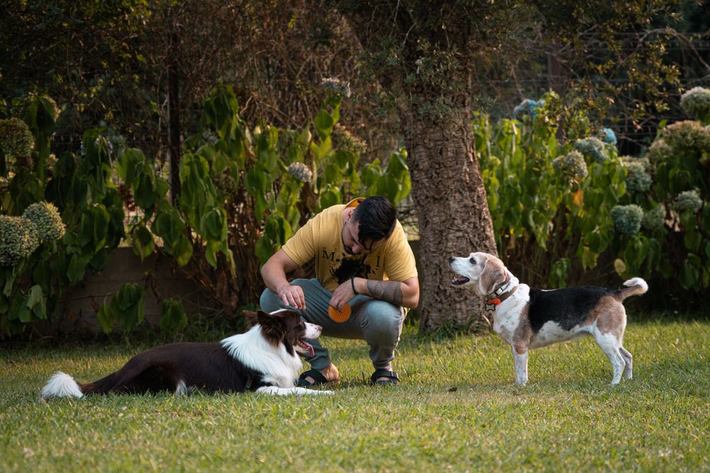 fotografía de familia multiespecie, perros