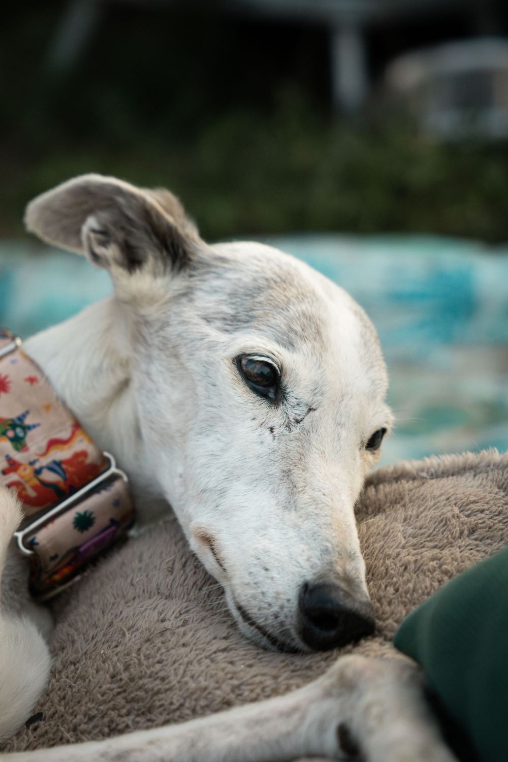 retrato de galgo
