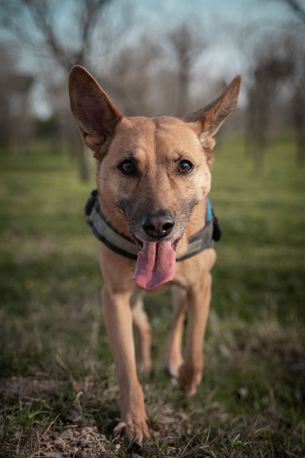 Retrato de perro en Madrid