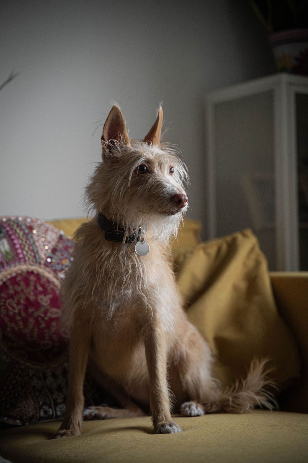 Retrato de perro en Madrid