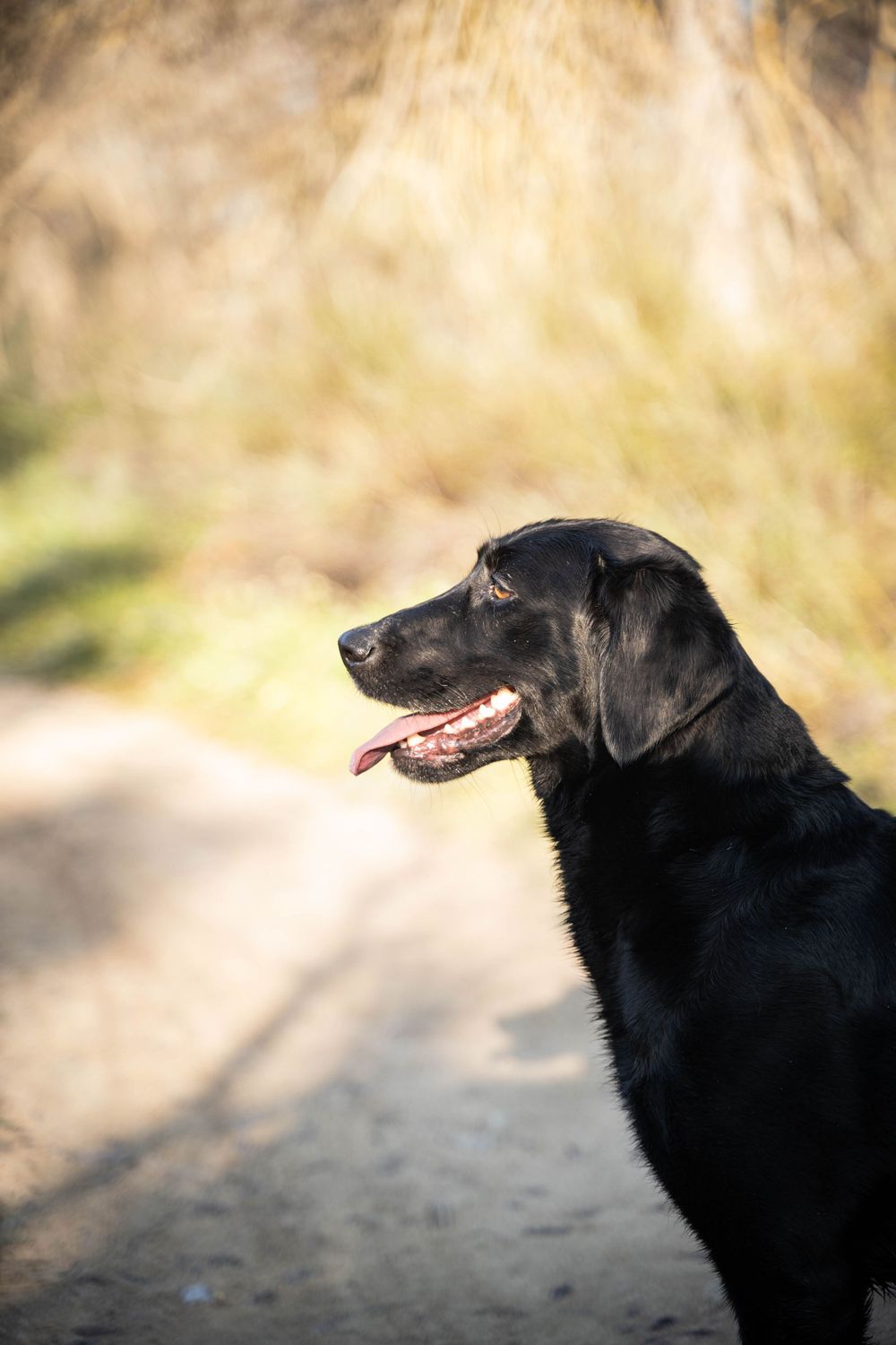 Retrato de perfil de perro en Madrid