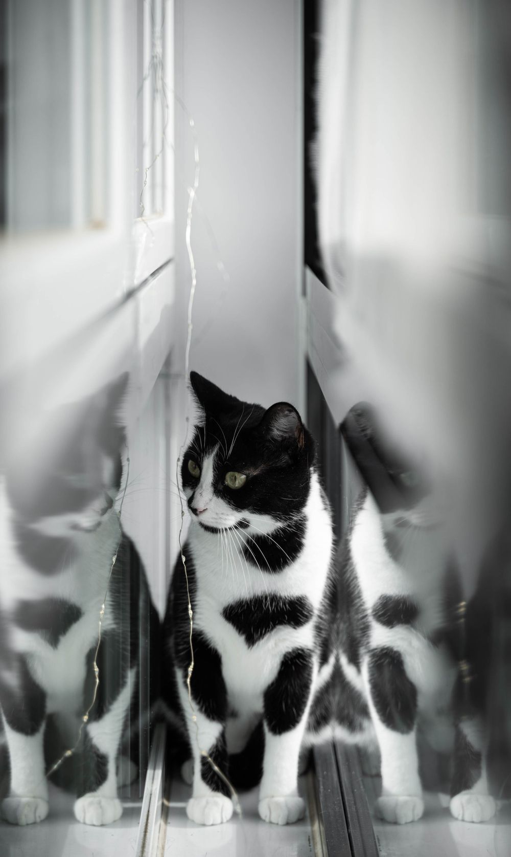 Retrato de gato en Madrid