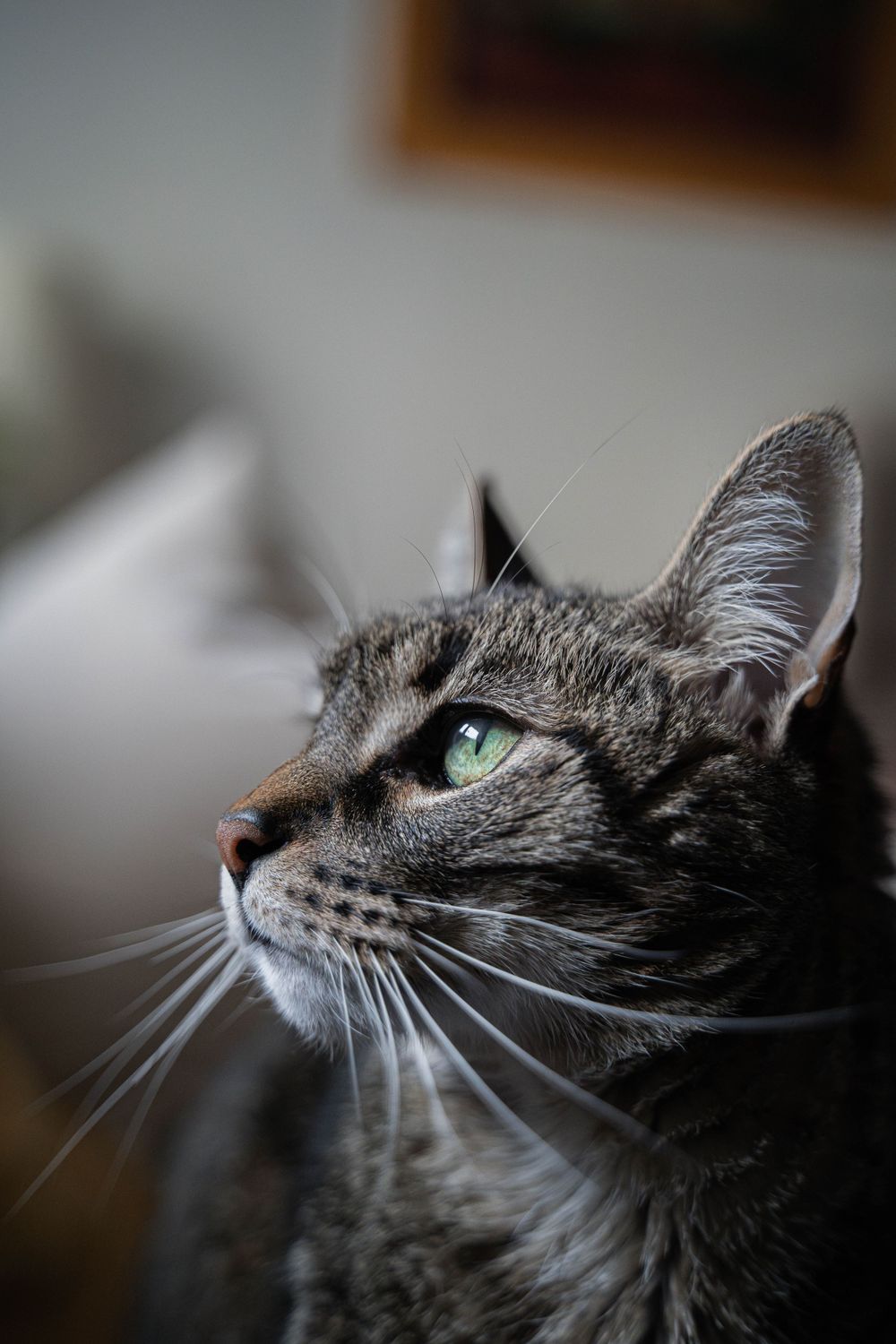 Fotografía retrato de perfil de un gato en Madrid