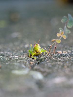 Extreme close-up macro shot of tiny plants growing between stone cracks.
