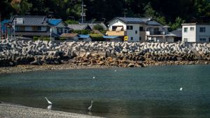 White herons wading near the rocky shoreline of a coastal Japanese town.