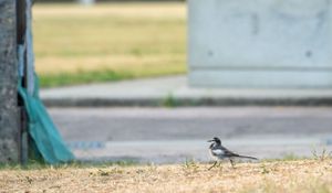 Small bird perched on green railing against blurred background.