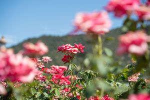 Pink roses blooming in garden with mountain landscape in background.