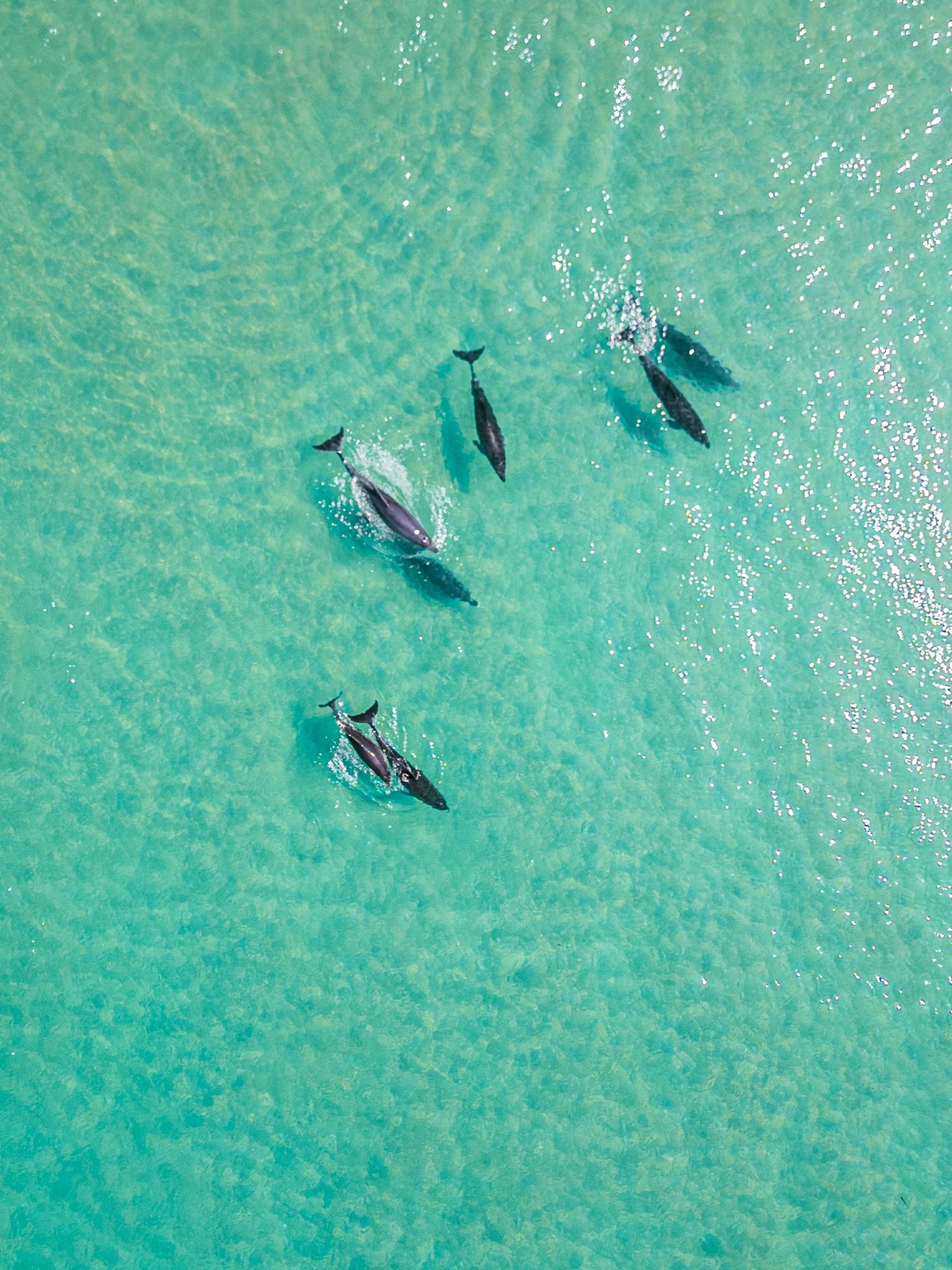 Aerial view of whales swimming in crystal clear turquoise waters.