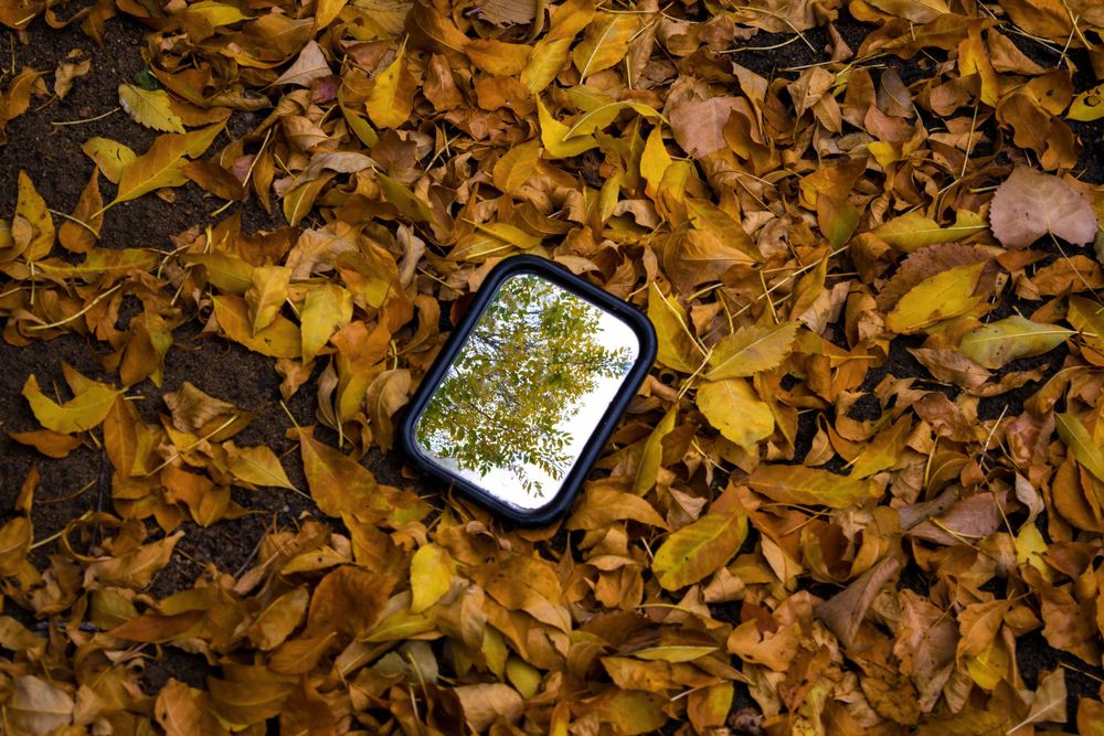 Small mirror reflecting trees while surrounded by fallen autumn leaves.