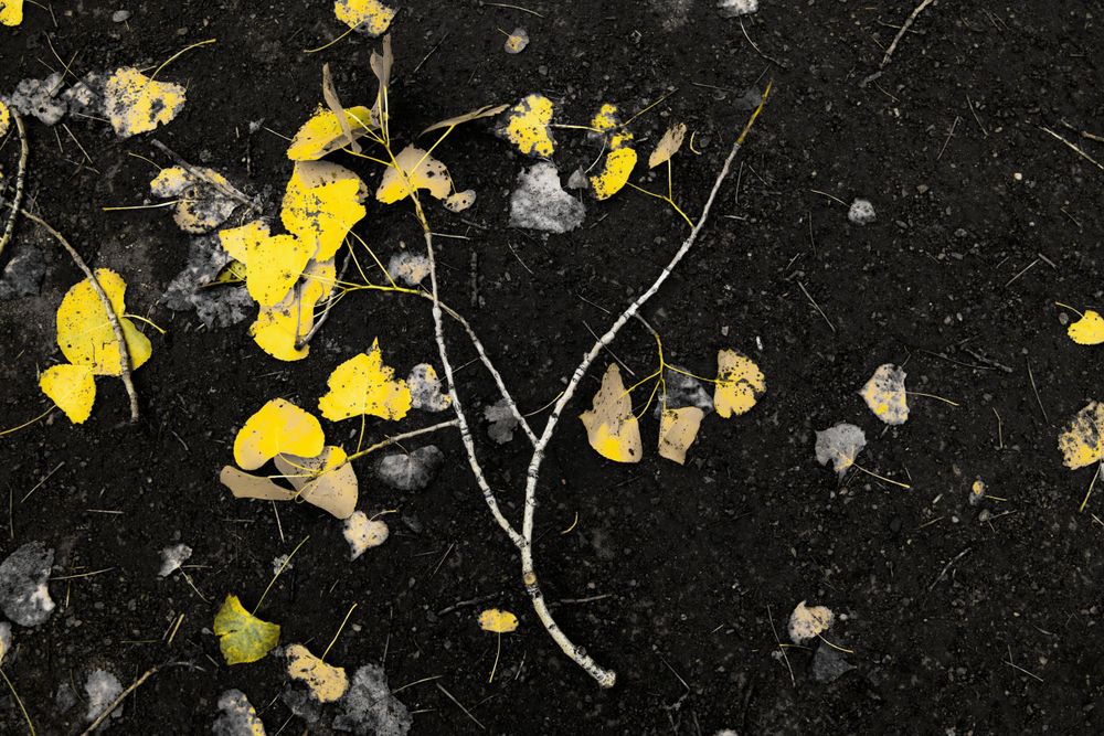 Yellow fallen leaves scattered on black ground creating dramatic contrast.