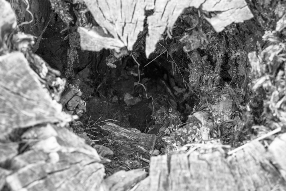 Abstract black and white macro photograph of tree bark texture and patterns.