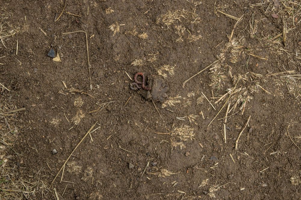 Dark soil texture with scattered dry leaves and plant debris.