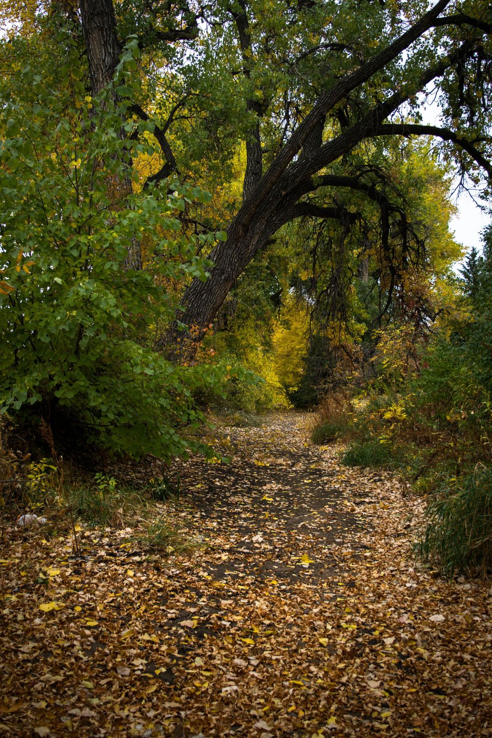 Leaf-covered autumn trail winding through trees with golden fall colors.