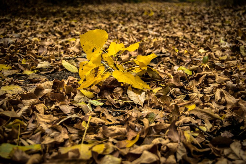 Bright yellow maple leaf lying atop a bed of brown fallen leaves.