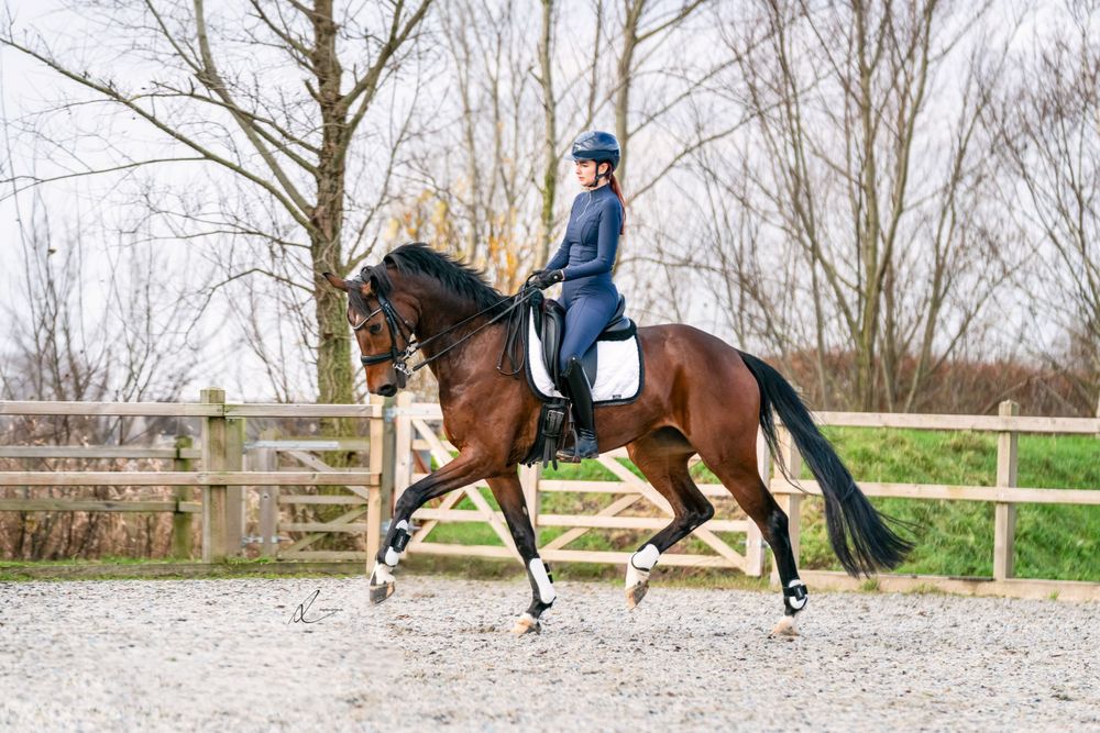 Equestrian rider in navy jacket performs dressage on a bay horse in outdoor arena with wooden fence.