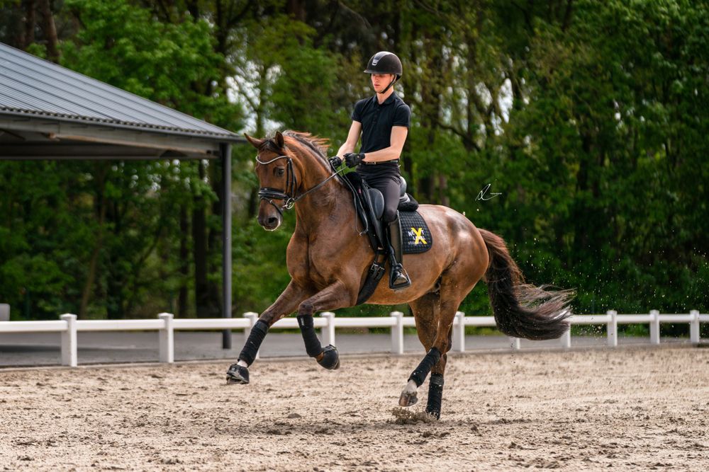 A bay horse performs dressage movements in an outdoor arena surrounded by white fencing.