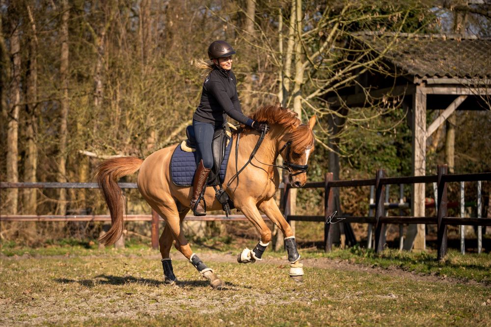 A rider canters on a chestnut horse in an outdoor arena surrounded by trees and fencing.