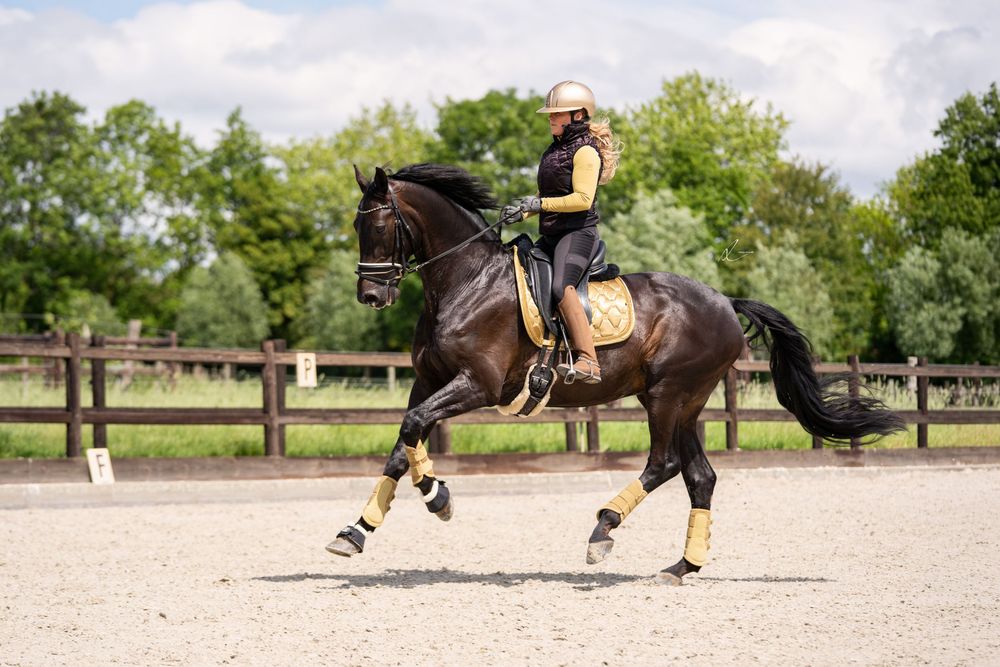 A rider in black attire on a dark bay horse trotting in an outdoor sand arena surrounded by green trees.