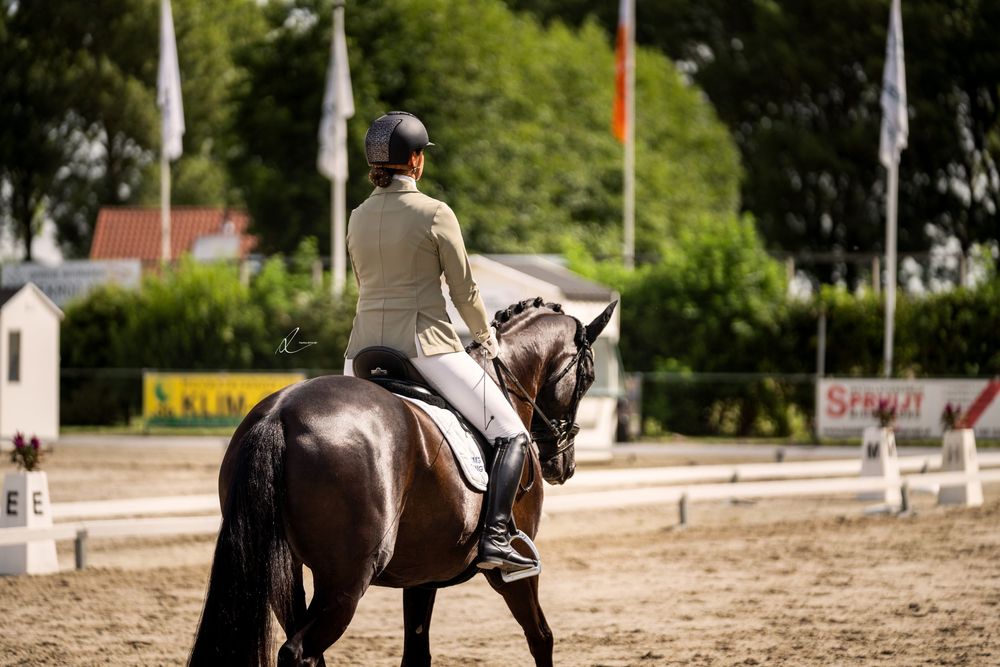 A person in riding gear guides a horse through a course with white posts during an equestrian training session.