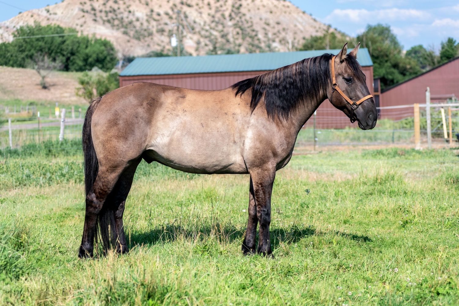 Bay colored horse standing in profile against mountain backdrop in grassy paddock.