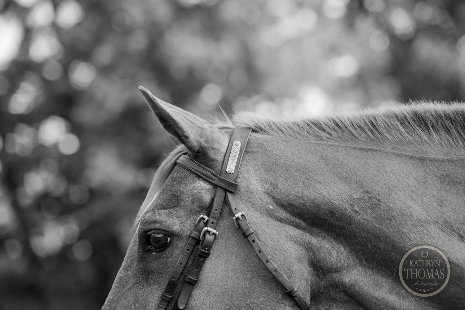 Black and white close-up photograph of a horse's eye and bridle against a blurred background.