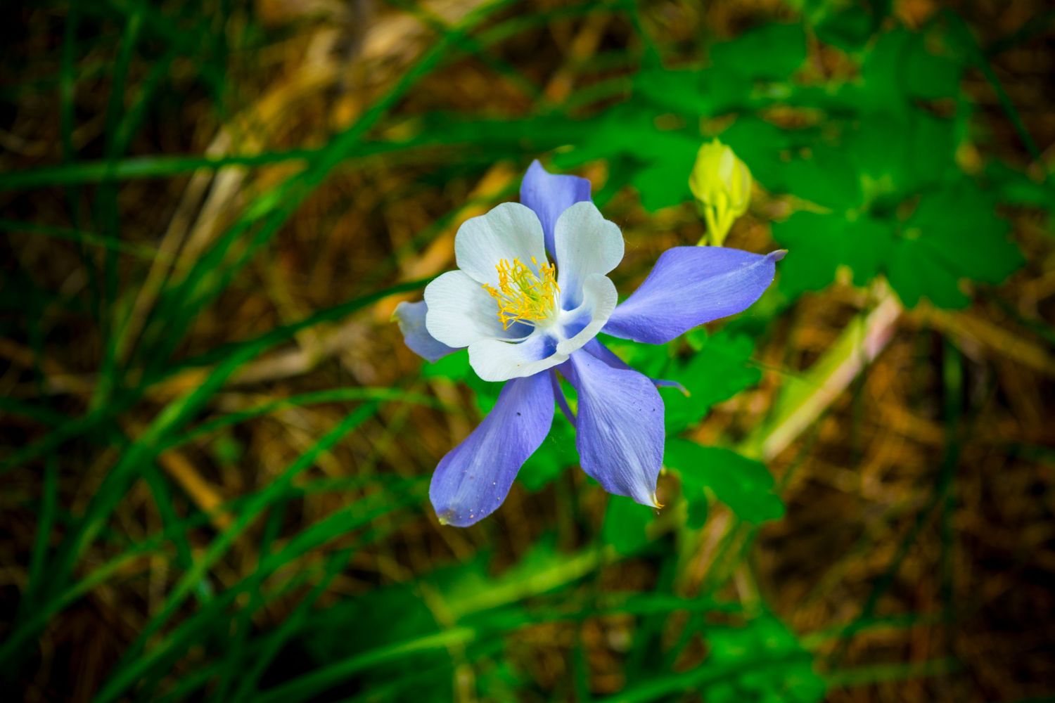 Delicate purple and white Columbine flower blooming in natural setting.