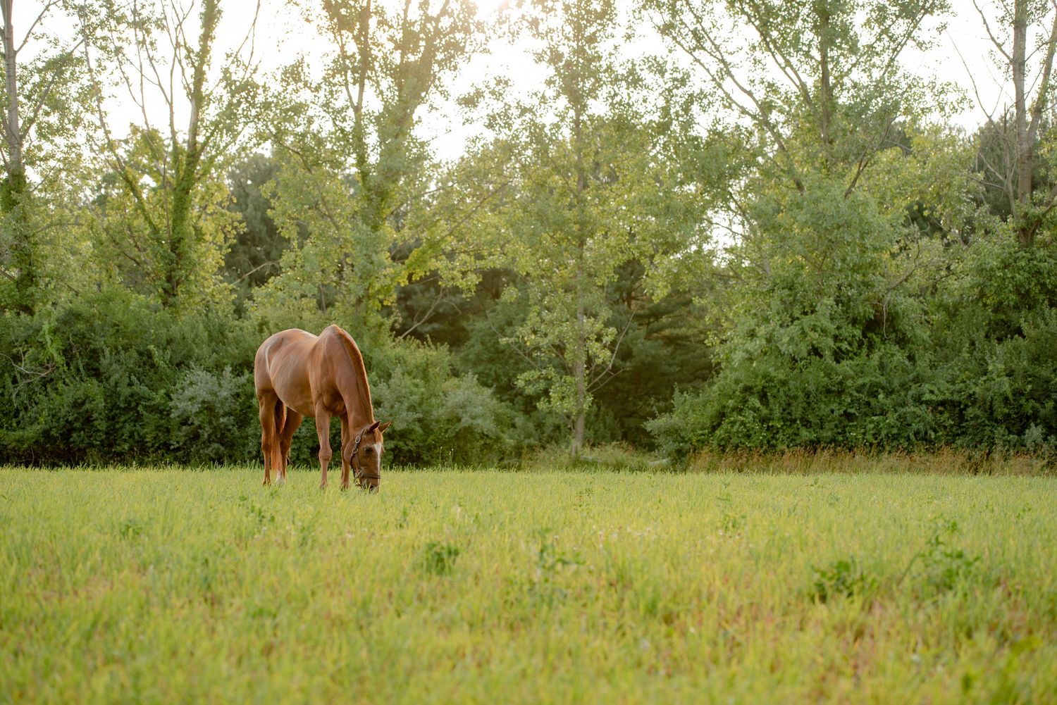 A lone chestnut horse grazes peacefully in a green pasture bordered by trees.