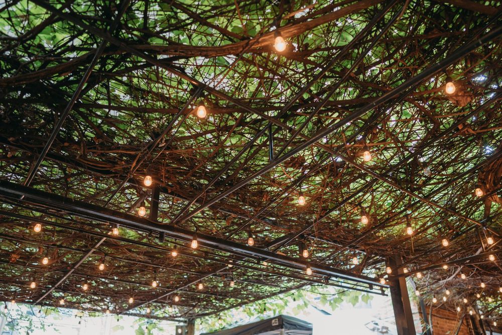 String lights twinkle through green foliage creating a romantic outdoor ambiance.
