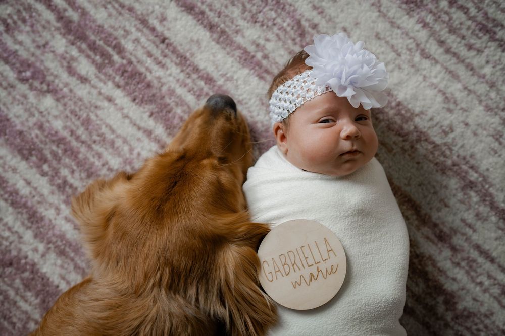Golden retriever dog gently nuzzling swaddled newborn baby girl named Gabriella Marie with name sign.