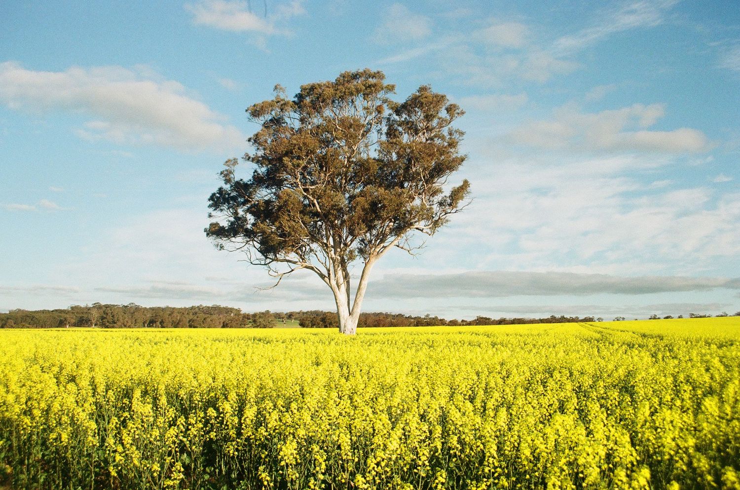 Lone eucalyptus tree stands in vibrant yellow canola field under blue sky.