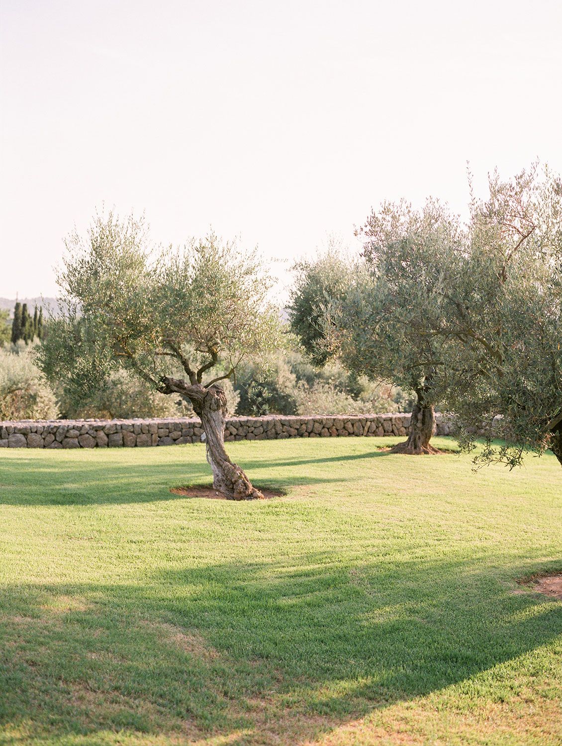 Ancient olive trees grow on a manicured lawn bordered by stone walls in a Mediterranean garden landscape.