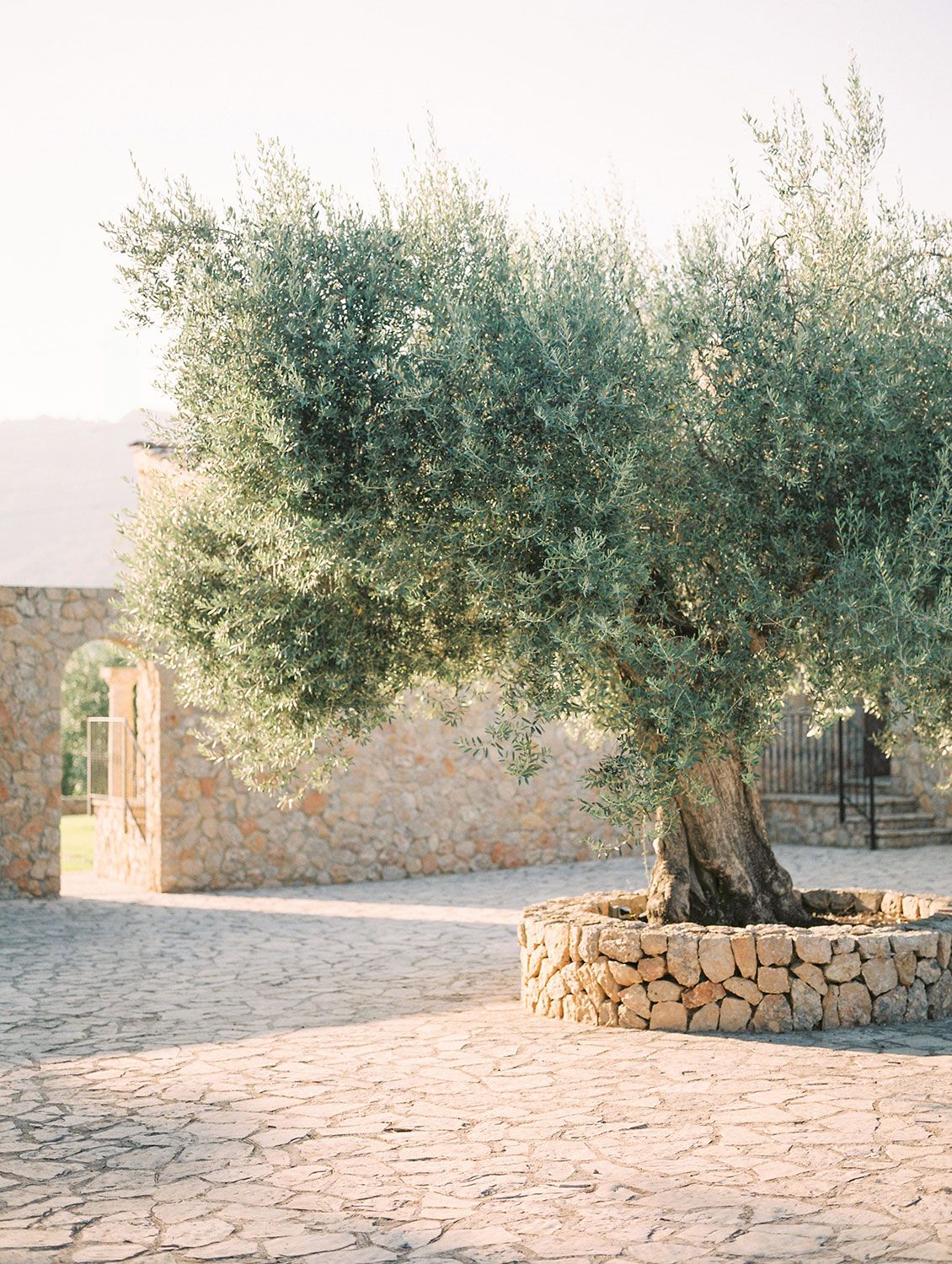 Ancient olive tree grows from stone circular base near Mediterranean style stone wall with arched doorway.