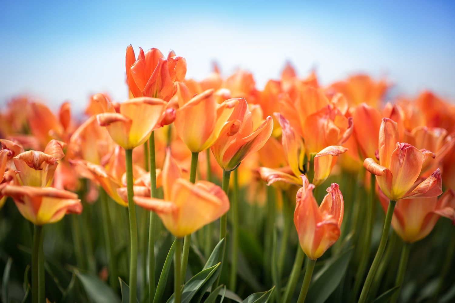 A floral photograph of Vibrant orange tulips blooming in a garden against bright blue sky in Holland Ridge NJ