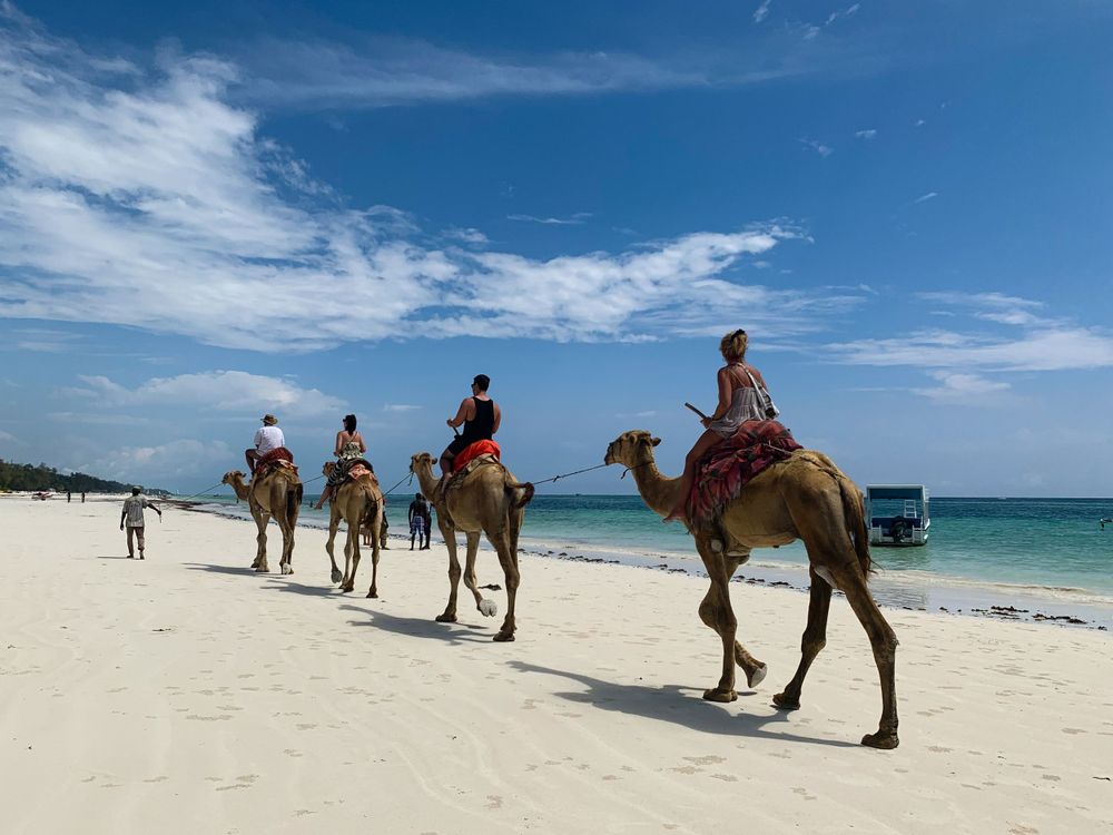 Some camels on the beach on a photo shoot in Kenya