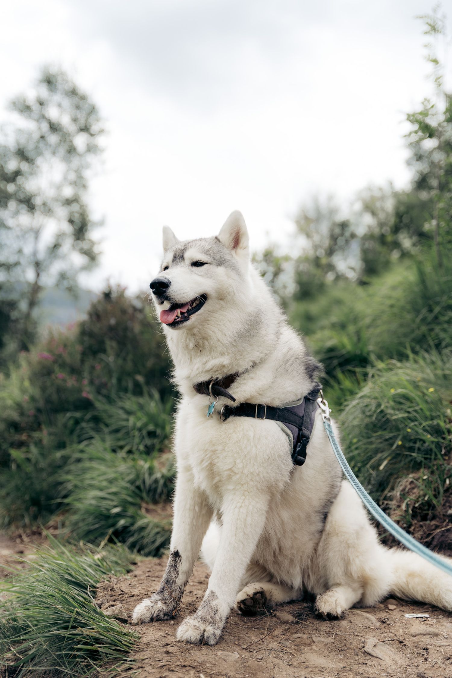chien husky en randonnée en écosse