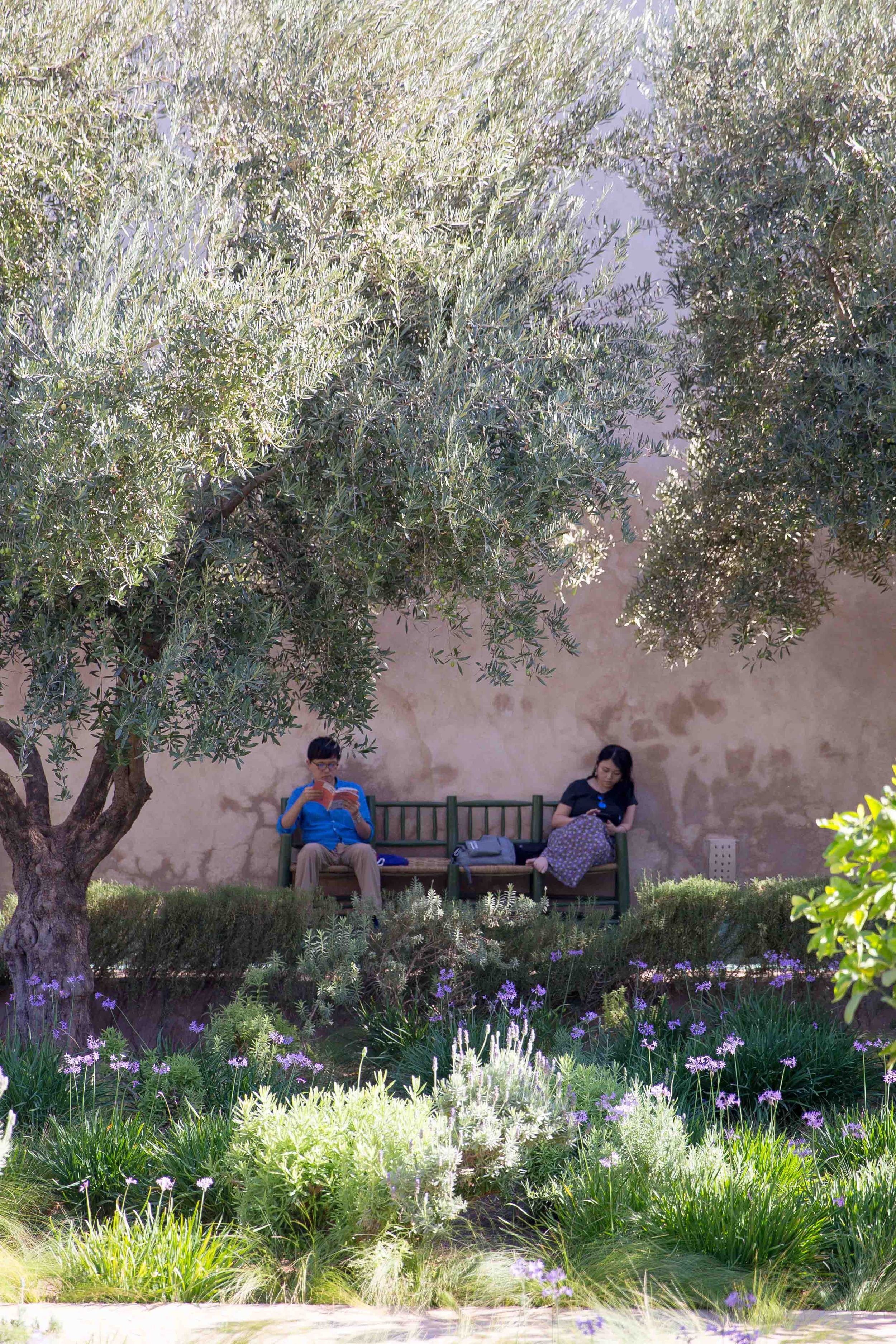 Peaceful garden setting with olive trees, flowering plants, and a bench in the shade.