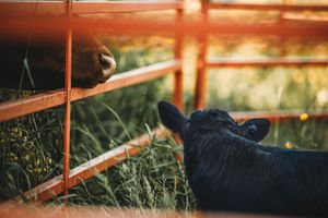 Black animal lying under rustic orange metal bars with grassy background in warm sunset lighting.