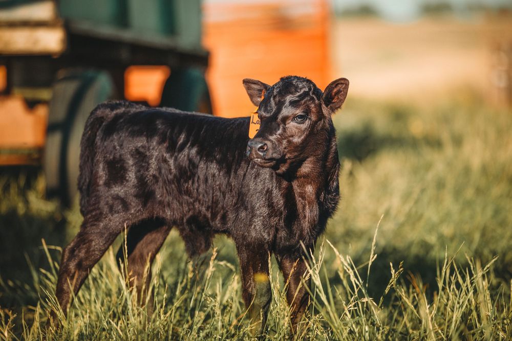 A young black calf stands in tall grass at sunset with an orange glow in the background.