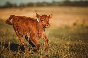 Baby brown piglet frolicking playfully in golden wheat field during sunset.