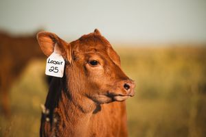 Young brown calf with white ear tag grazing in golden field during sunset lighting.