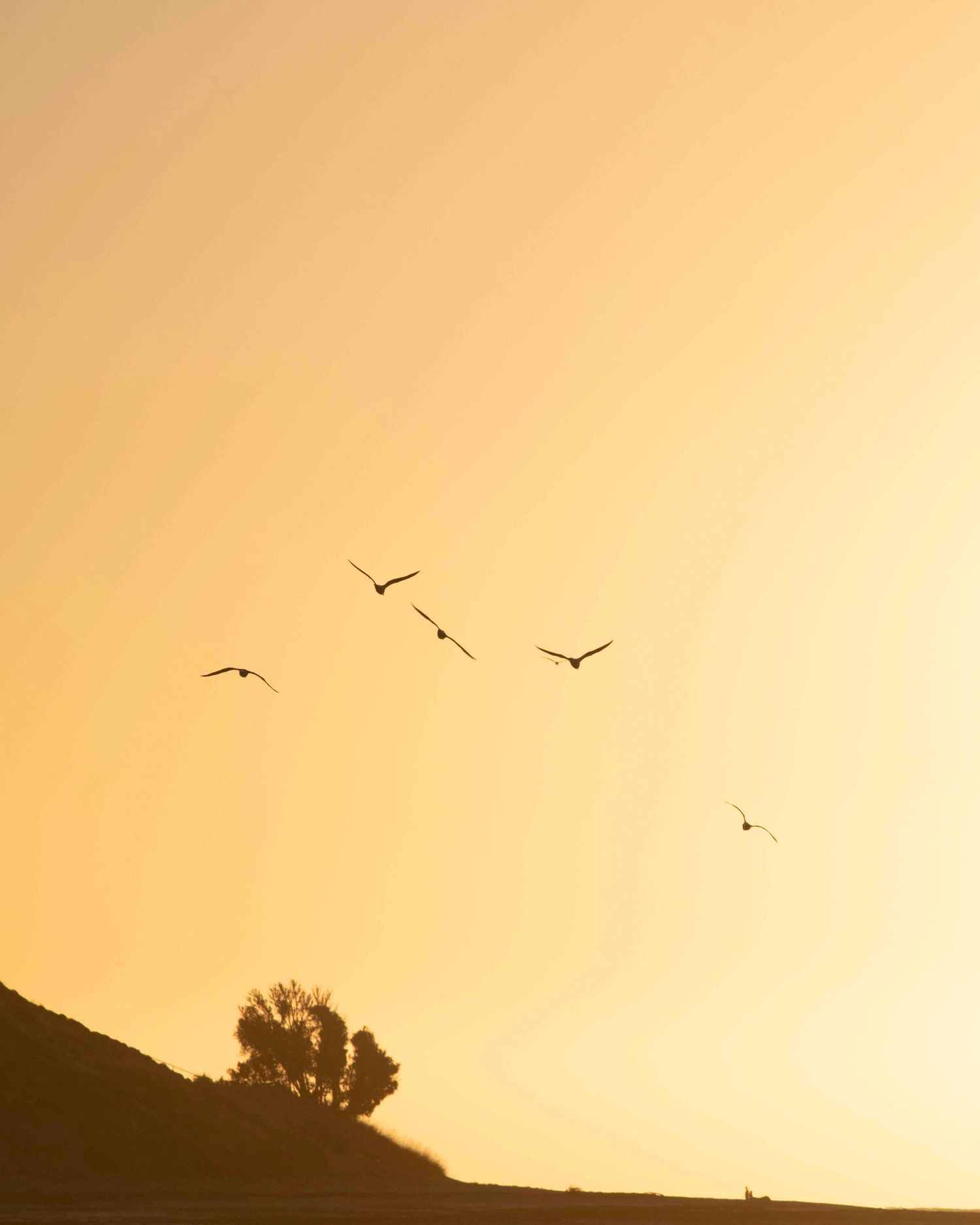 Birds flying across a golden sunset sky with tree silhouettes on the horizon.