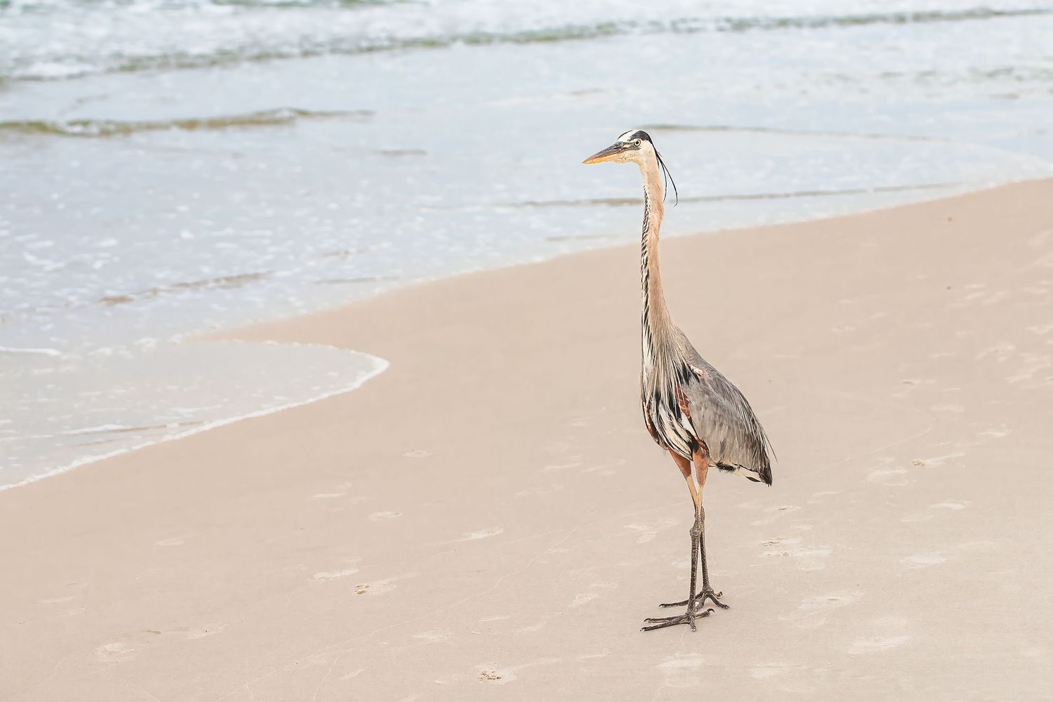 A majestic great blue heron stands alone on a sandy beach near ocean waves.