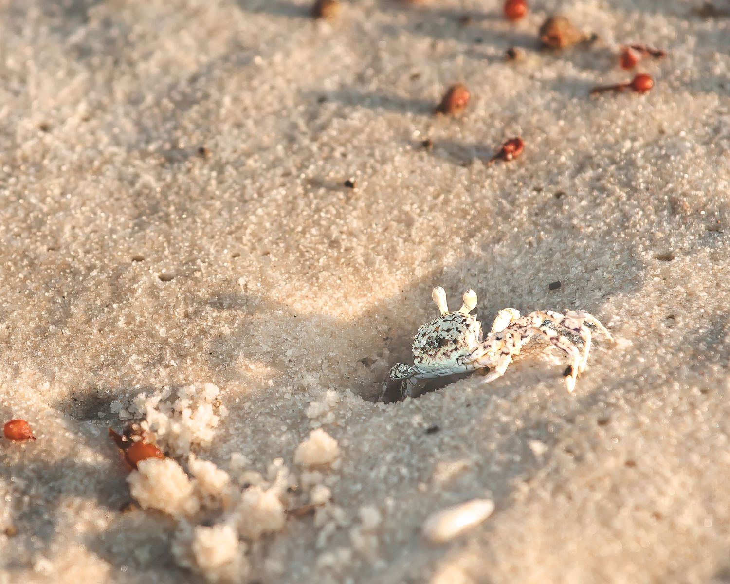 Tiny seashells scattered on soft sandy beach in macro detail.
