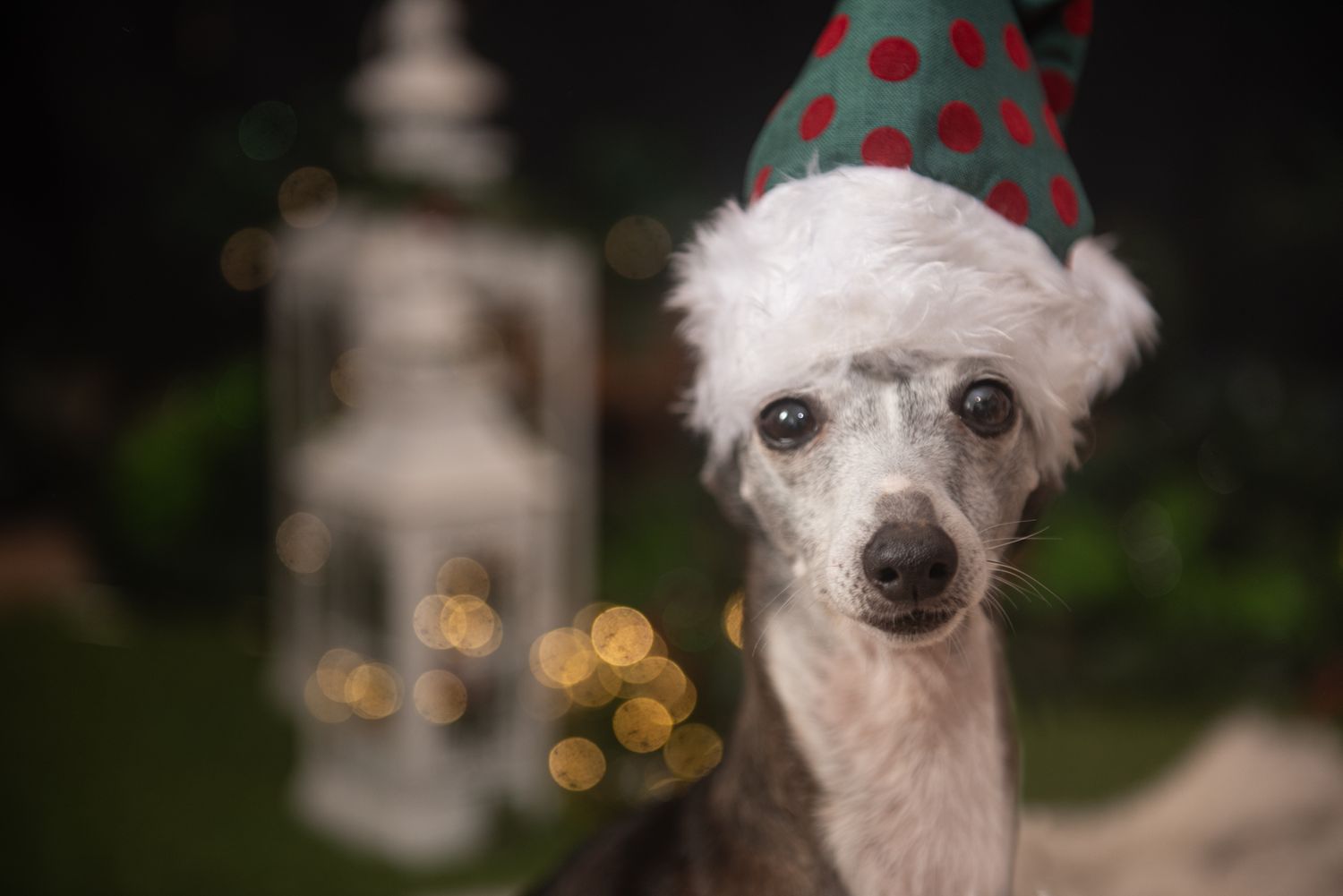 White dog wearing a Santa hat and polka dot bow sits in front of dark holiday background.