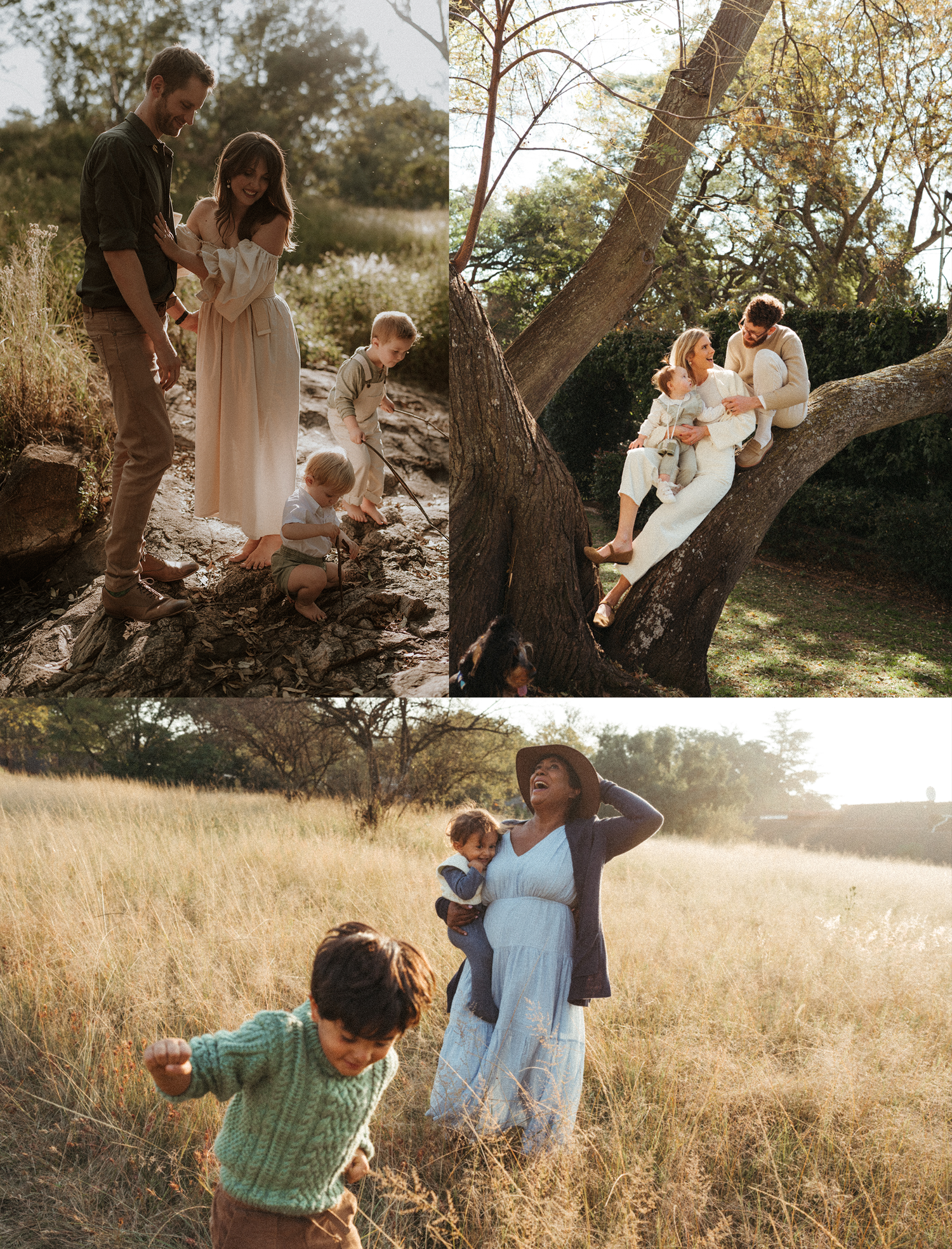 Family photo session with children playing and climbing trees in golden sunlight.