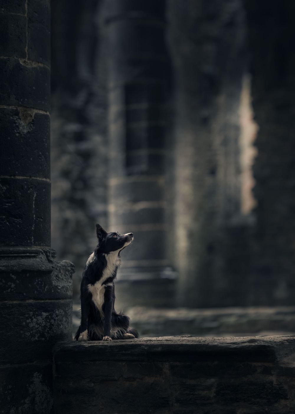Border Collie dog sitting in dramatic lighting in a dark forest setting.