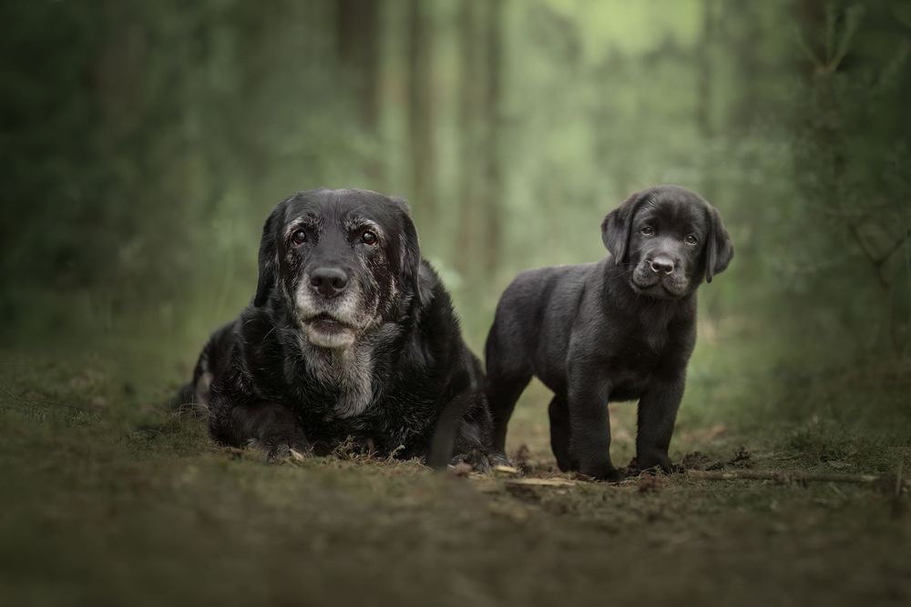 Black Labrador dogs lying together in a moody forest setting with dark green tones.