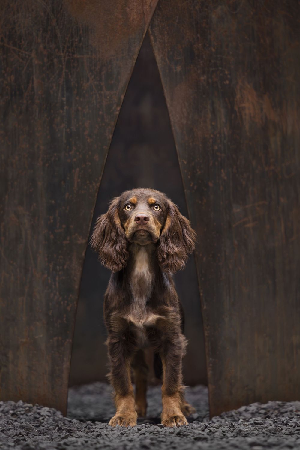 A brown cocker spaniel puppy poses dramatically in a triangular metal frame.