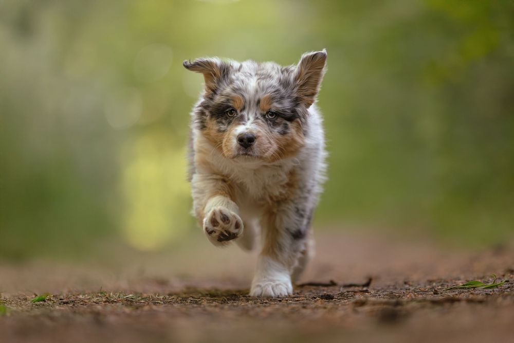 Dogs running and jumping through a natural outdoor setting with blurred background.